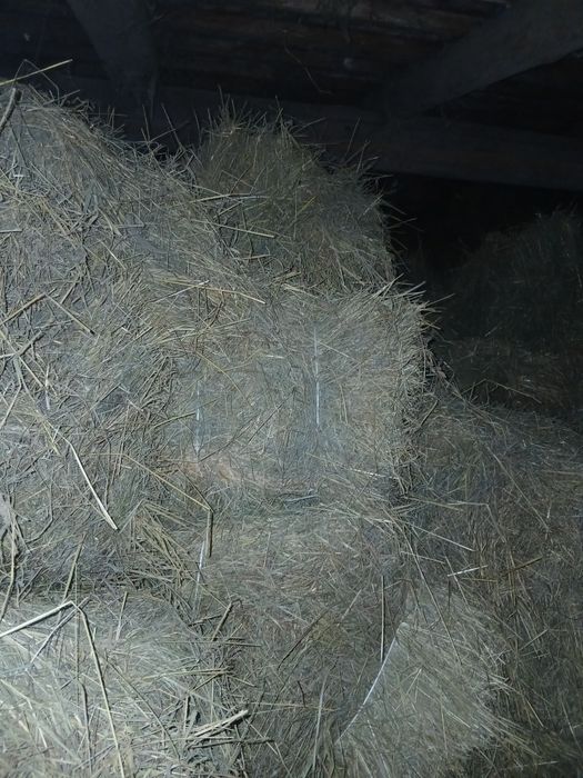 Siano  w kostce duże presaki