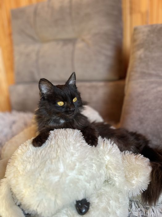 Кошенчтко хлопчик в добрі руки