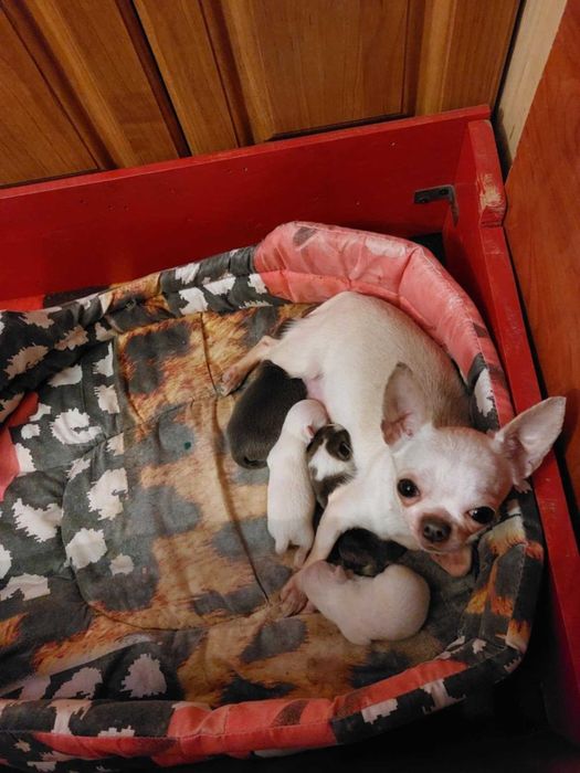 Piesek chihuahua  okolice Warszawy