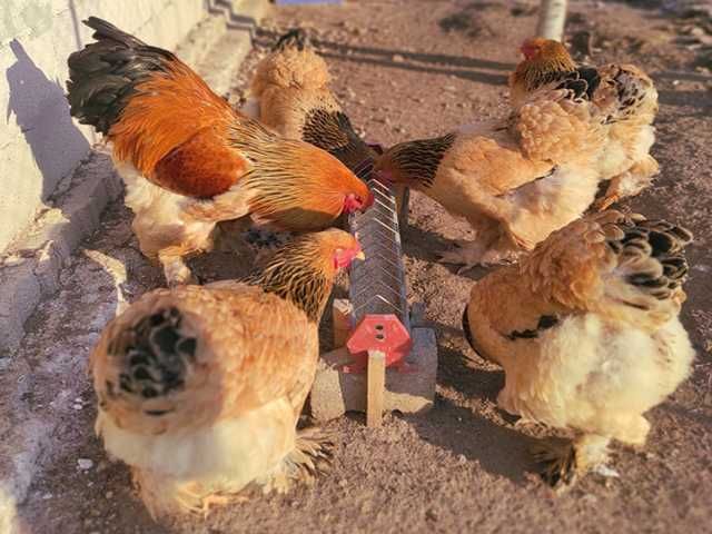 Яйце на інкубацію.Курчат.Брама  лососева, колумбійське золото, мрамор.