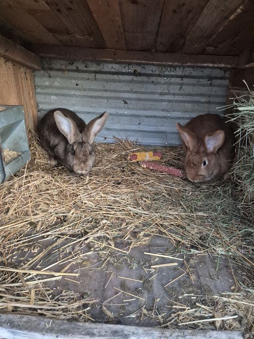 Samiczki mieszane do dalszego chowu