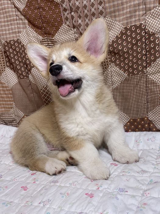 Мальчики Вельш-корги пемброк