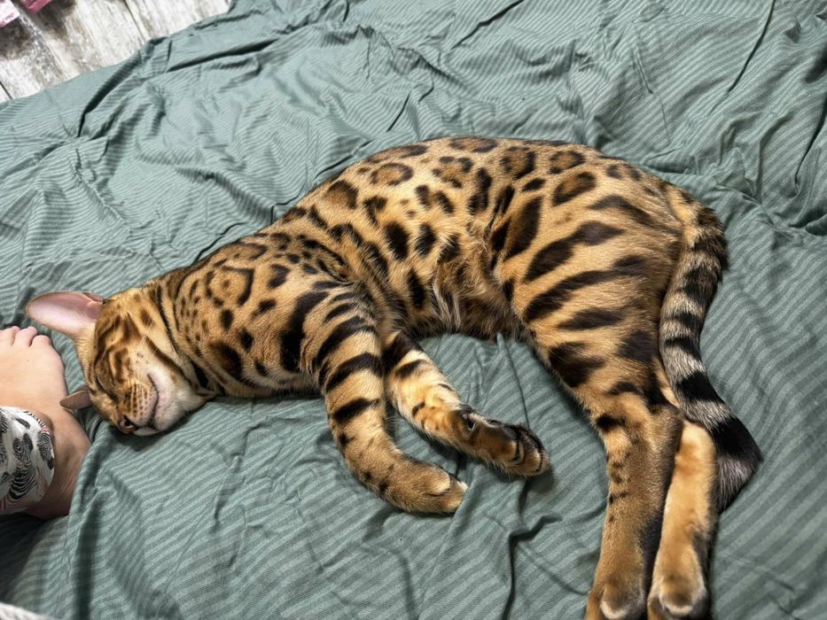 бенгальські кошенята резерв