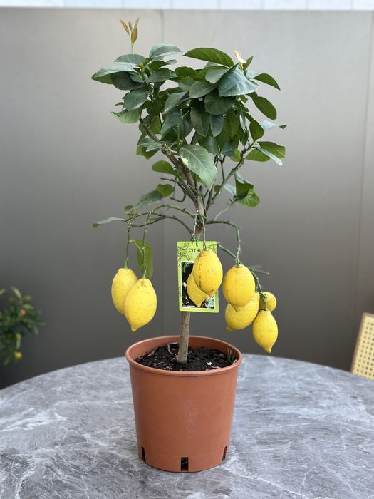 Limoeiro anão com fruto - Único