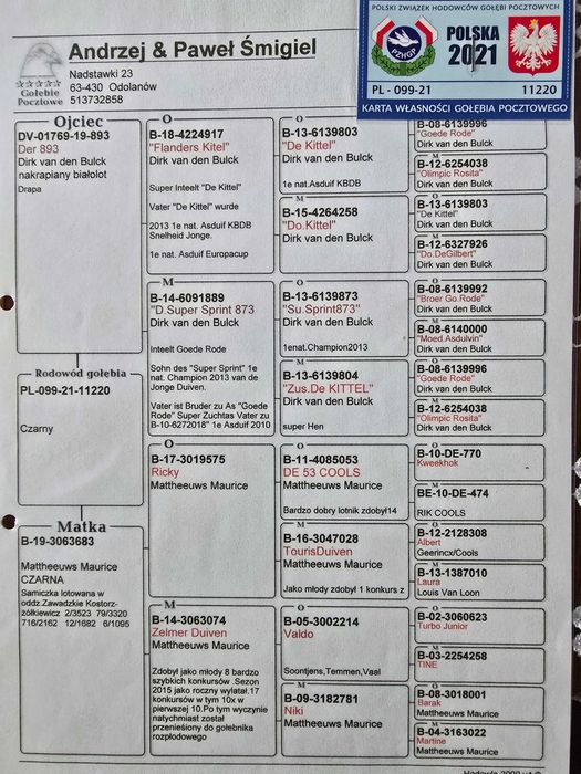 Sprzedam gołębie pocztowe