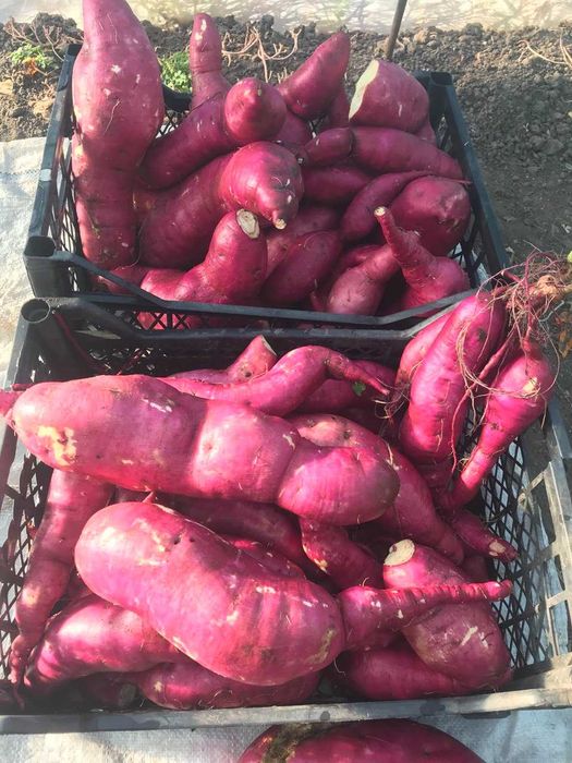 Батат - Маточні бульби для розсади (9 сортів)