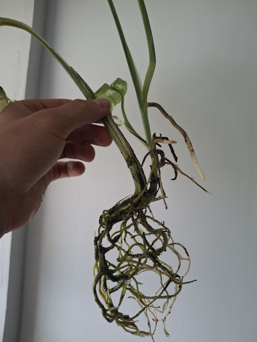 Monstera variagata