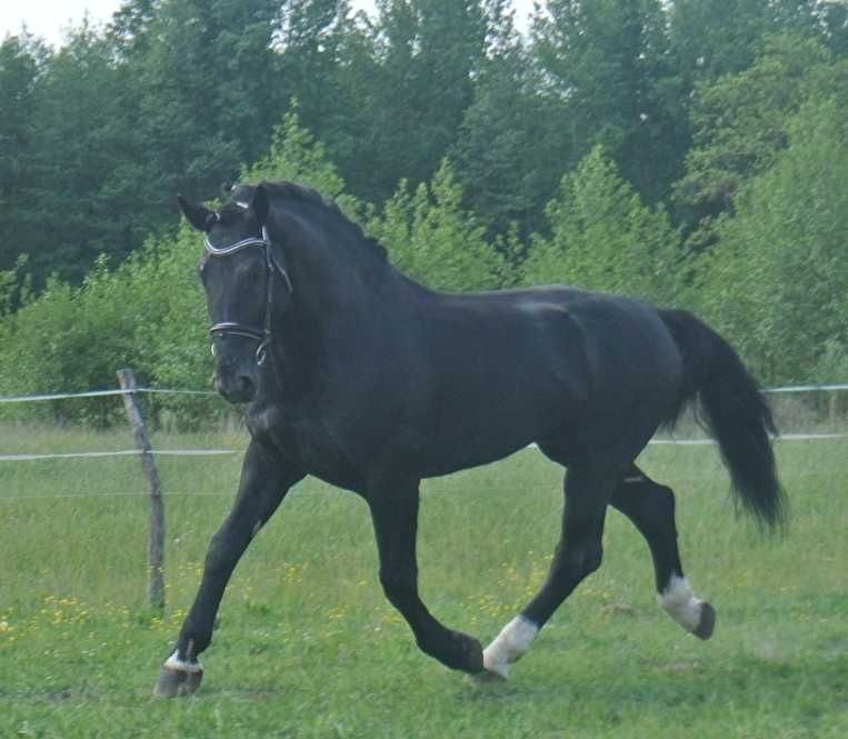 ***STANÓWKA*Ogier śląski-LEGO***