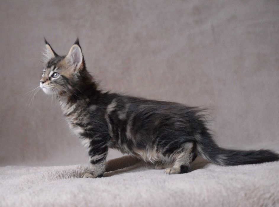 Dziewczynka maine coon z rodowodem FPL