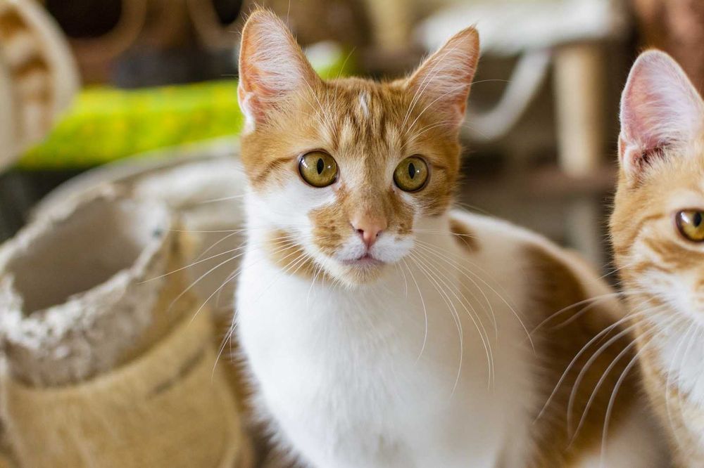 Marcyś młody kocurek szuka kochającego domu