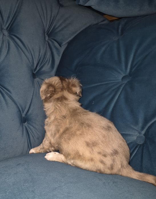 Chihuahua długowłosy  piesek  o wyjątkowym umaszczeniu Choco merle