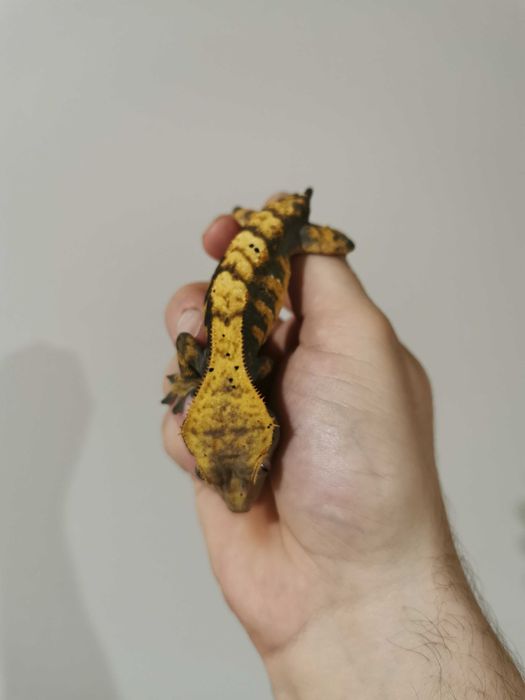 Gekon orzesiony samica