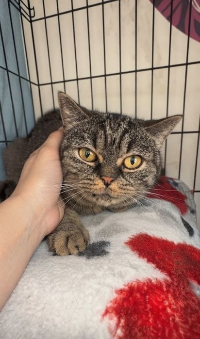 Котик ищет любящее сердце!!