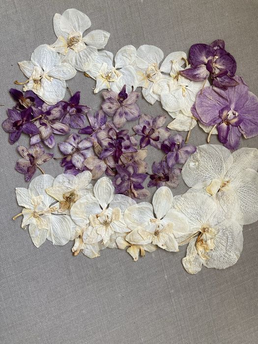 Орхідея пресована для творчості для епоксидки