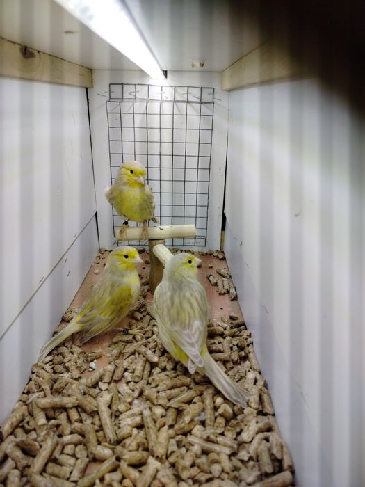 Samiczki kanarków 2025