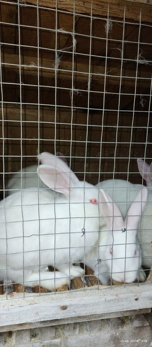 Кролики породи Термонська біла,Полтавське срібло,Боргунці