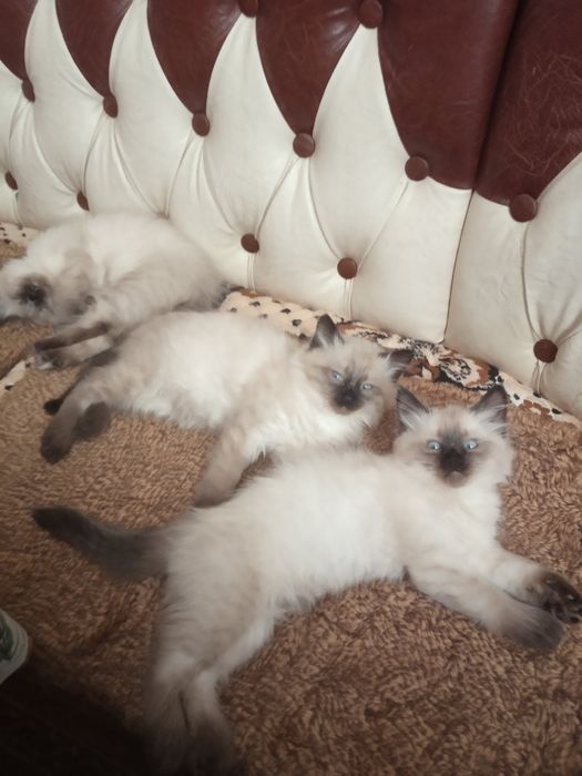 Сіамські кошенята.