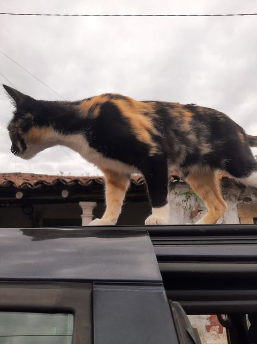 Gatinha Urgente de 1 ano e meio para doação