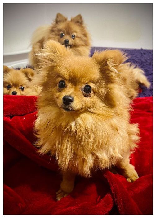 Померанський шпіц