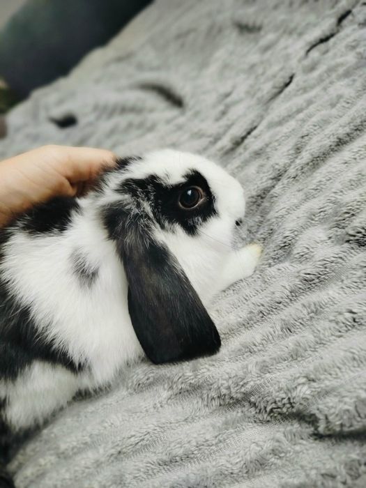 Baran francuski samiczka miniaturka