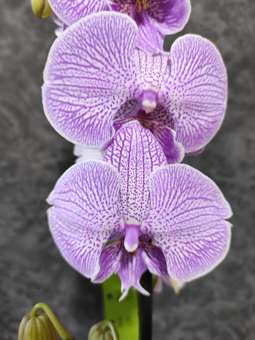 Орхідеї , фаленопсис, відцвіташки