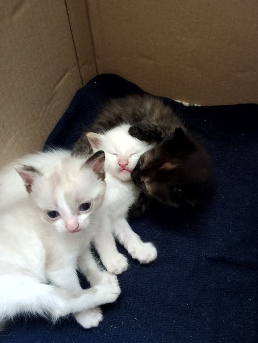 Віддам котиків в добрі руки