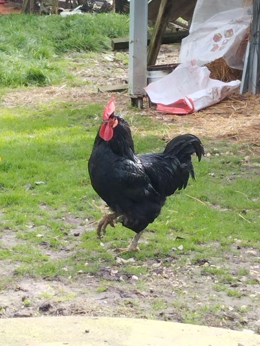 Jersey Gigante Negro Ovos Férteis