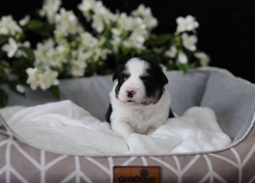 sunia tricolor border collie FCI