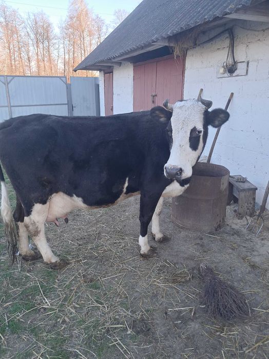 Продається корова на тримання