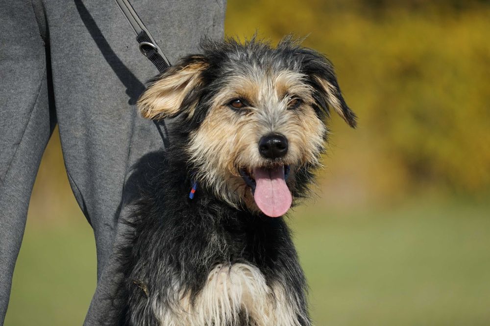 Hektor - przepiękny pies z włosem szuka domu