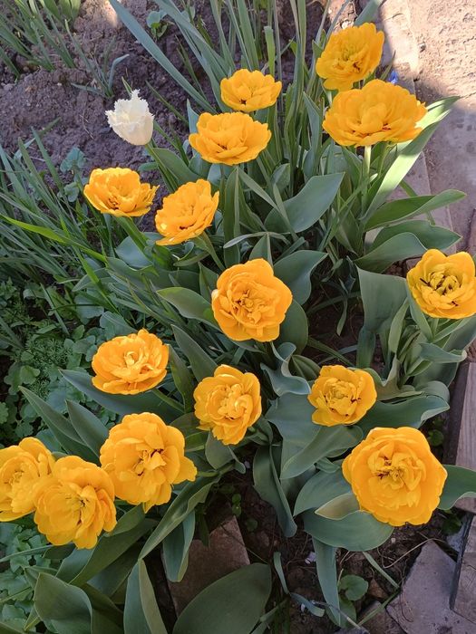 Продам цибулини жовтих махрових тюльпанів.