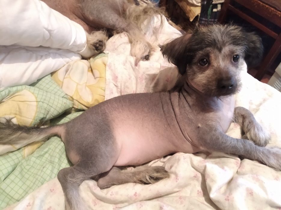 Китайская хохлатая,продам.