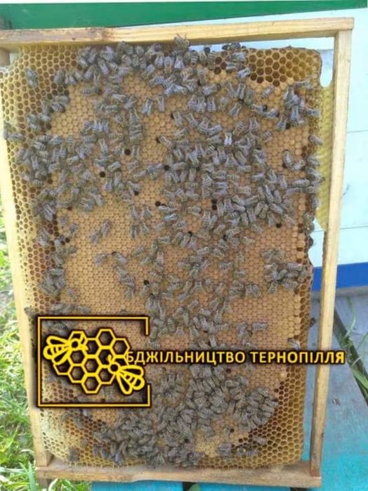 Бджоломатки