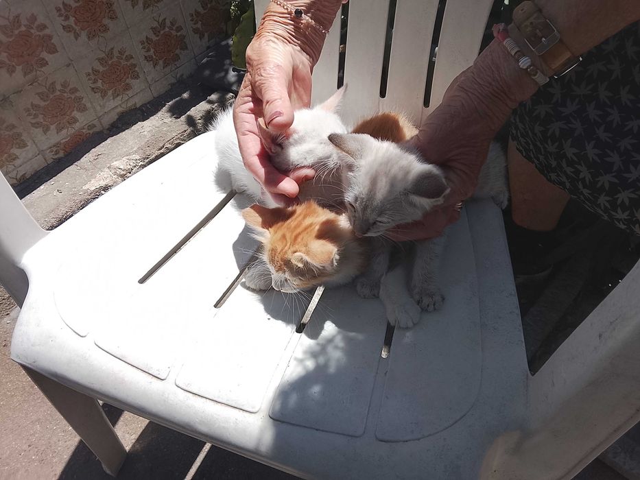 Gatinhos para adopção