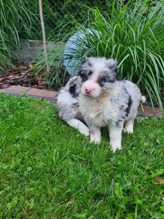 Border collie Blue merle