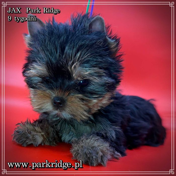 york piesek mini ok.1,5 kg rodowód ZKwP FCI chip badania DNA
