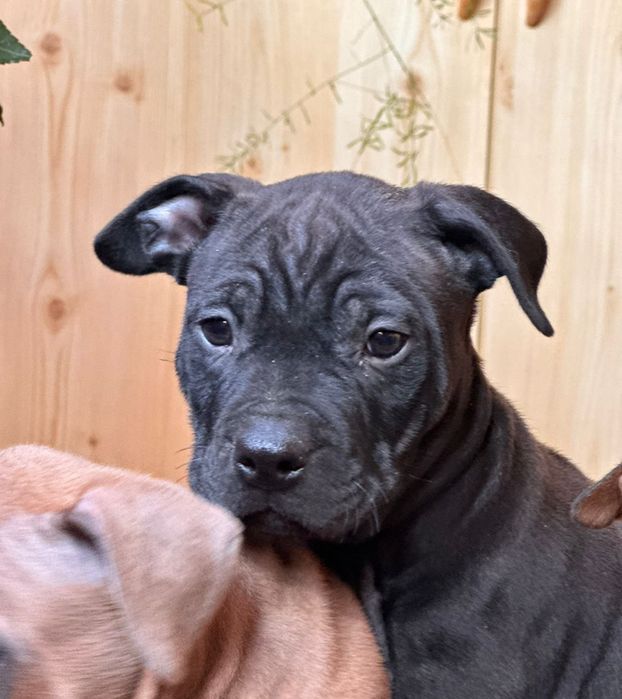 АСТ цуценята  з документами