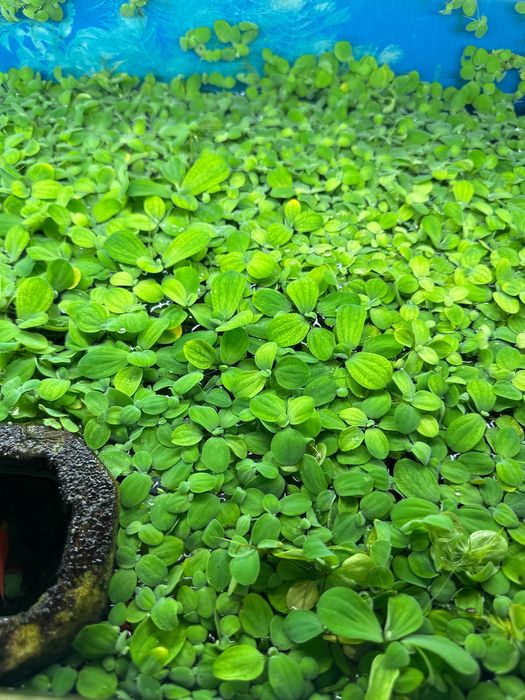 Водорості в акваріум / ставок Пістія капуста салат для рибок