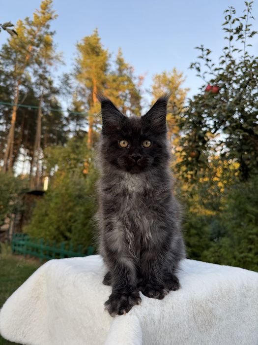 Хлопчик Maine Coon