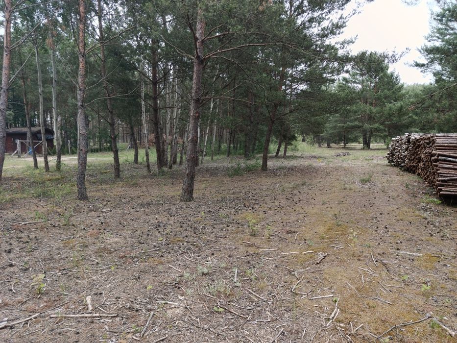 Działka w Puszczy Noteckiej - 1223 m², m. Klempicz - Widok 5