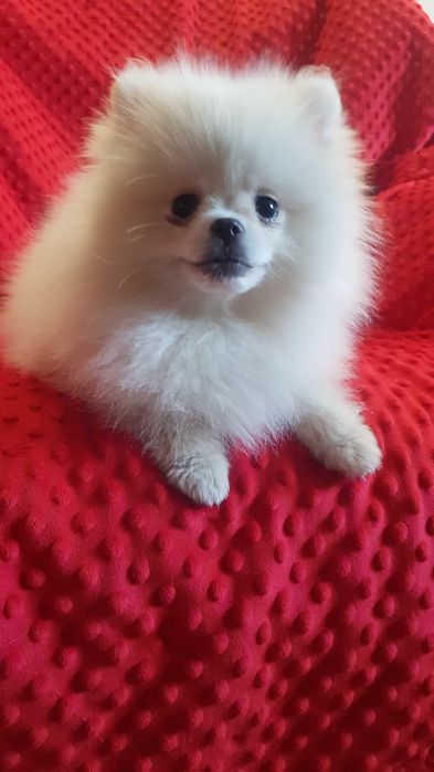 Śliczne szczeniaki szpic pomeranion