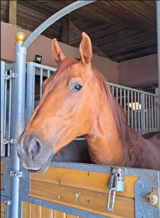 Sprzedam klacz rodzinna