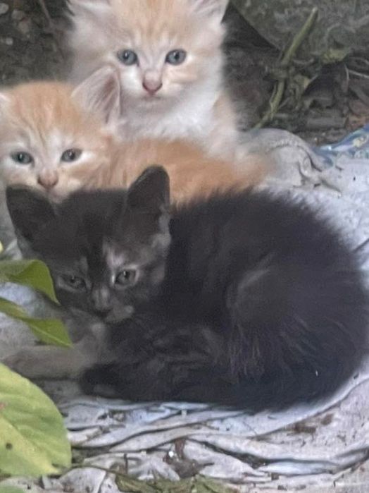 Віддам котиків у добрі ручки