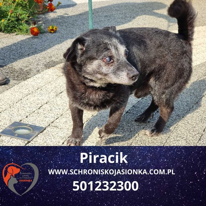 PIRACIK do adopcji – Schronisko Jasionka