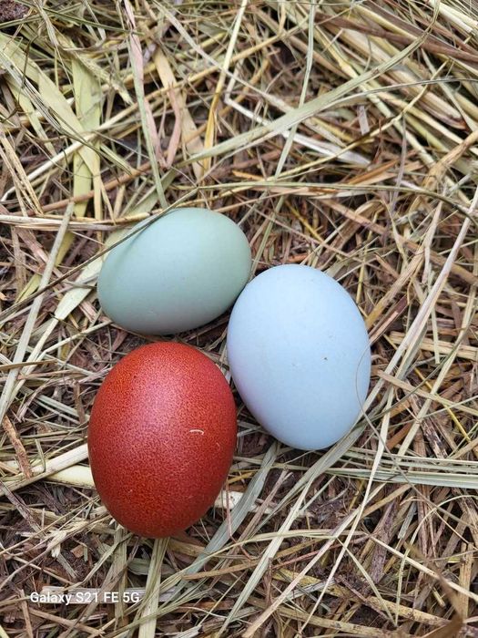 kury Marans green shell