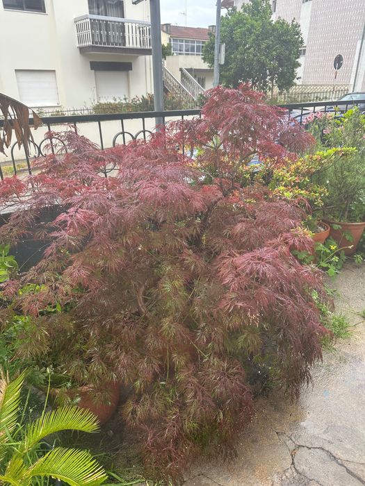Plantas , acer japonês, feto , outras .
