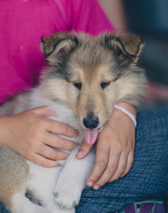 Owczarek szkocki FCI