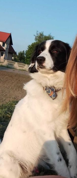 Kochany Piesek do adopcji