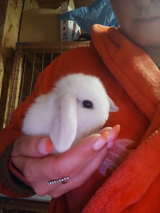 Львиноголовые и баранчик крольчата