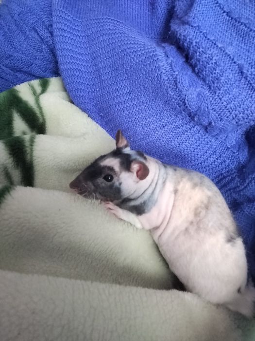 Щури декоративні ручні криси домашні гризуни